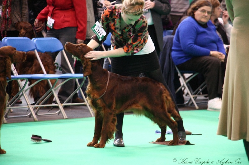 Crufts2011 299.jpg